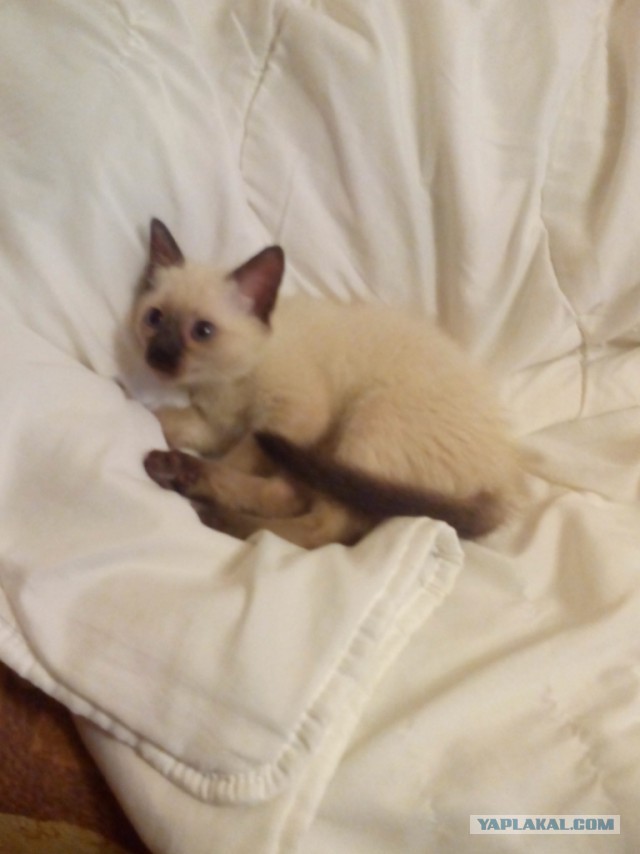 Котовторник