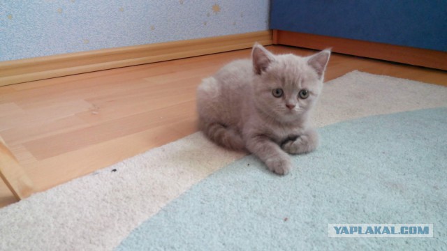 Котовторник 02.02.2016