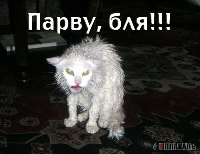 Кошки и Собаки - большая подборка