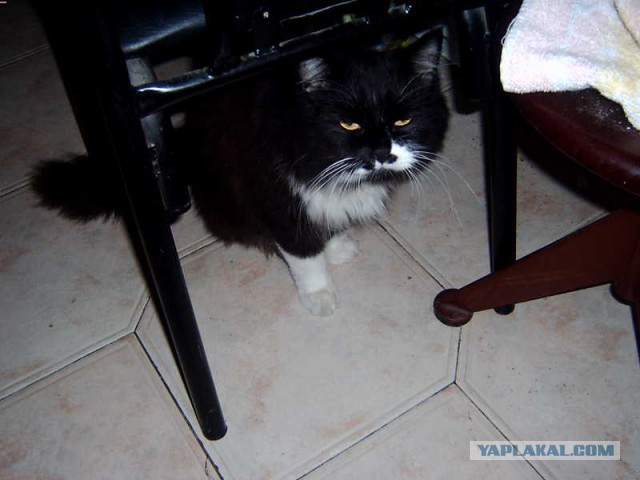 Котовторник
