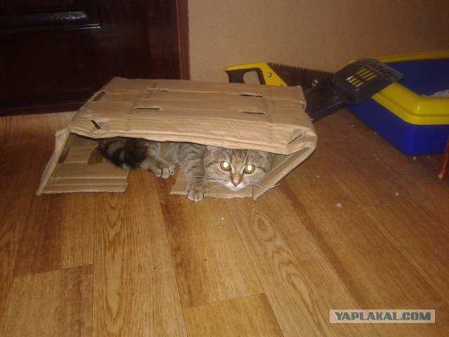 Животные, которым надоело это терпеть
