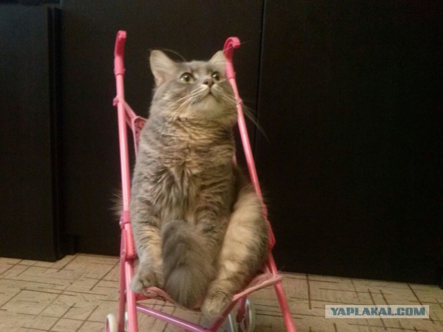 Как я кота приютил