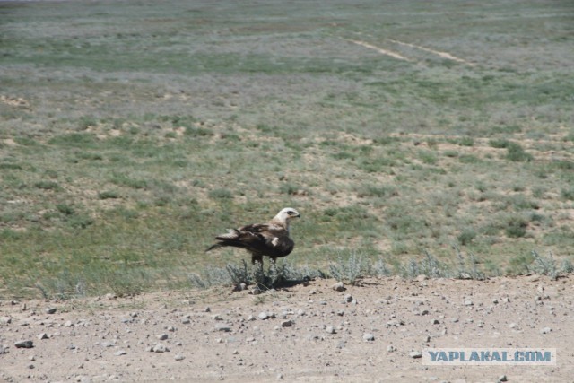 Степи Казахстана