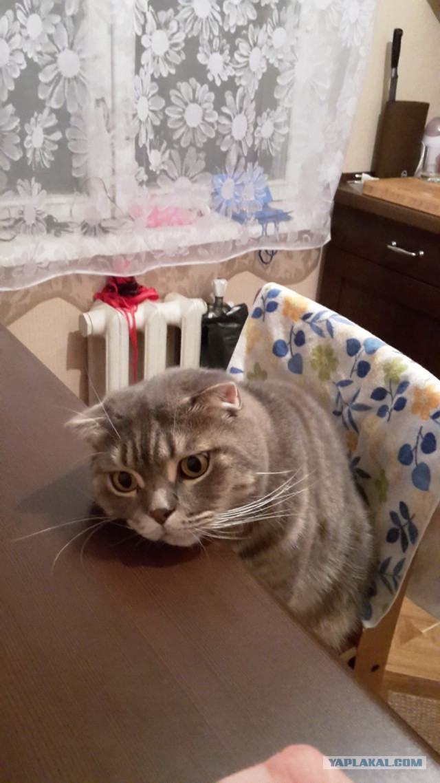 Котовторник 04.10.16