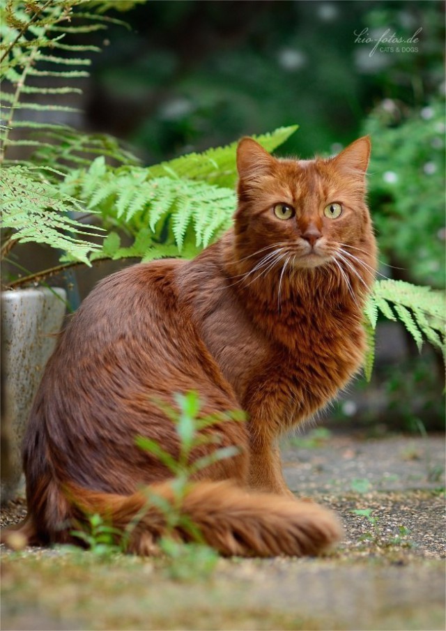 Коты из сети