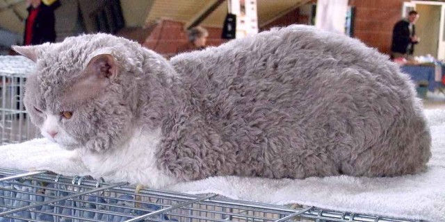 Коты из сети