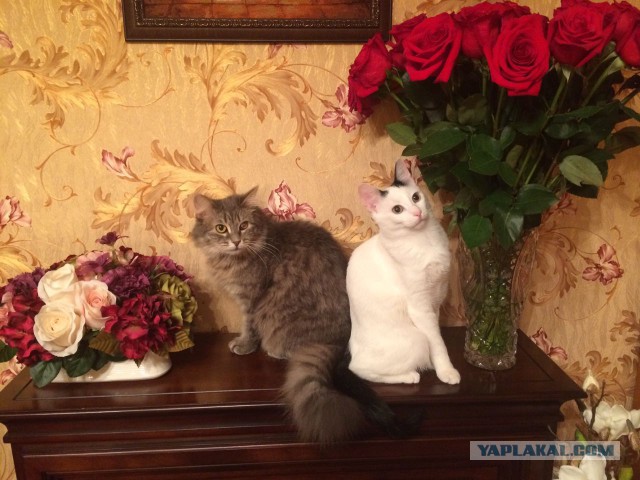 Покажи свою киску?