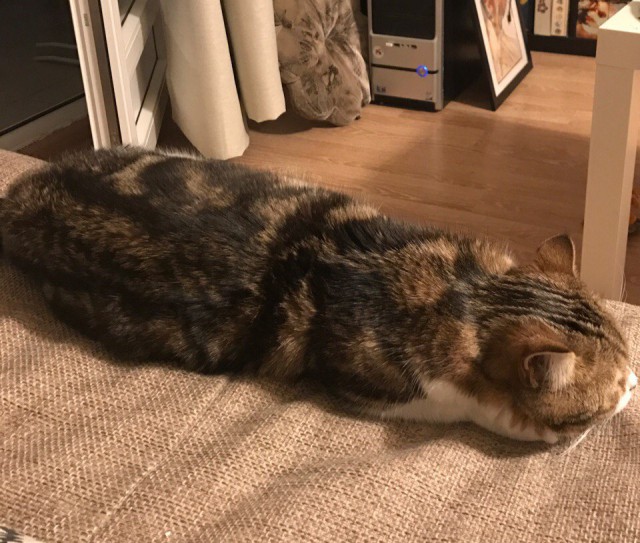 Коты из сети