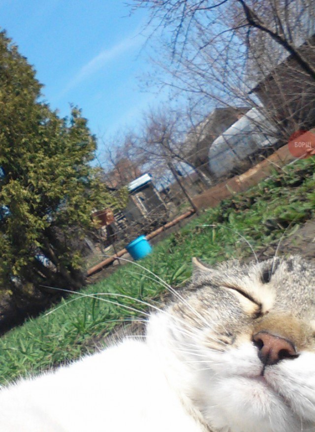 Коты и Кошки