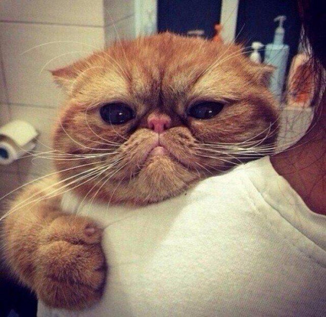 Коты и Кошки