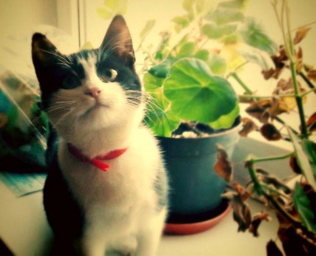 Коты и Кошки
