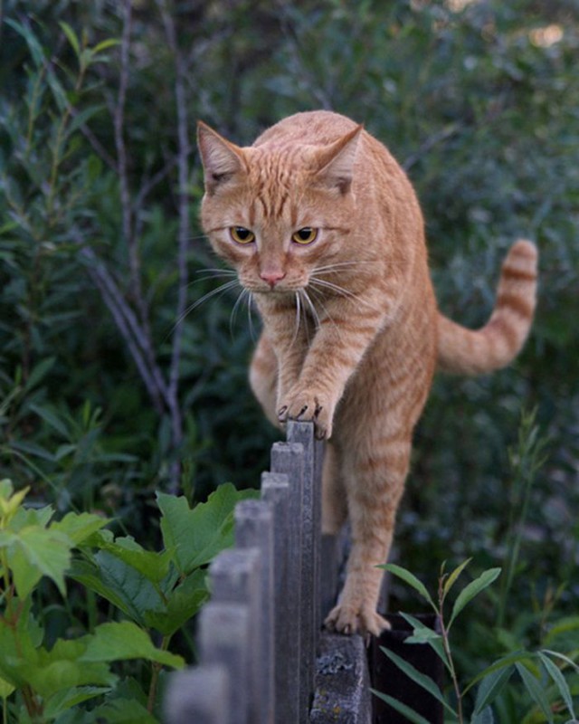 Коты и Кошки
