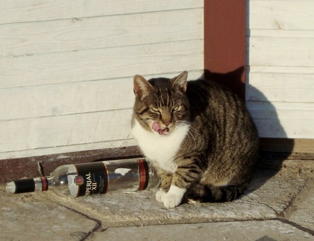 Коты и Кошки