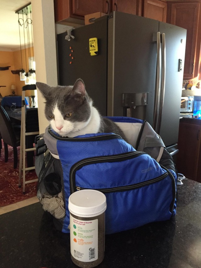 Коты и Кошки