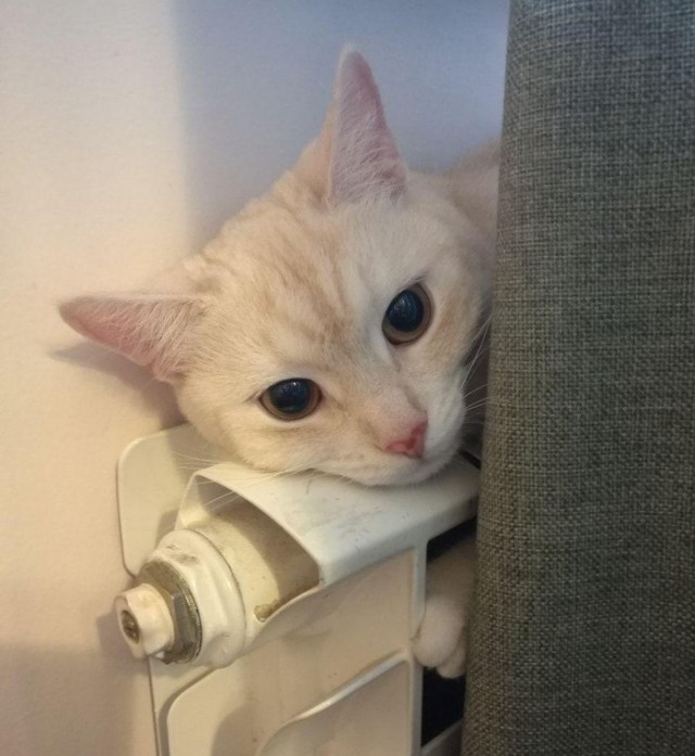 24 кота, которые подняли дерзость на новый уровень