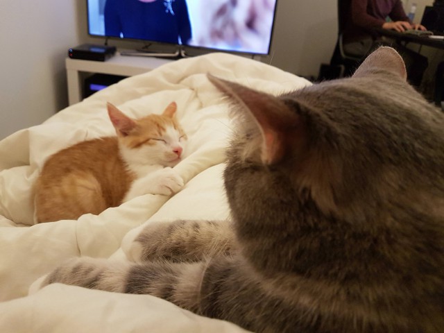 Коты и Кошки