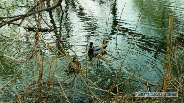 Просто Природа