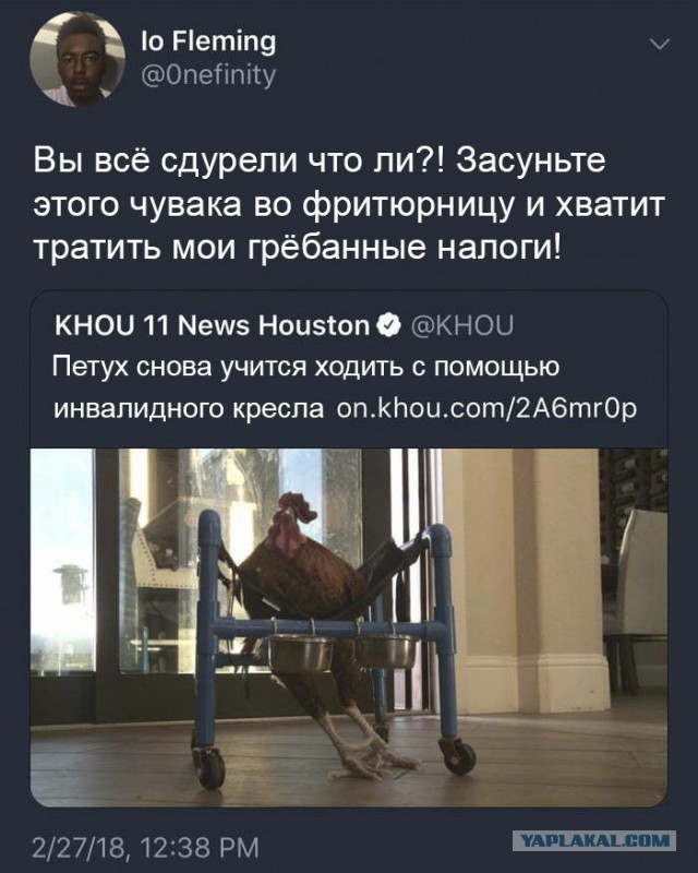 Спасённый петух снова учится ходить с помощью инвалидного кресла