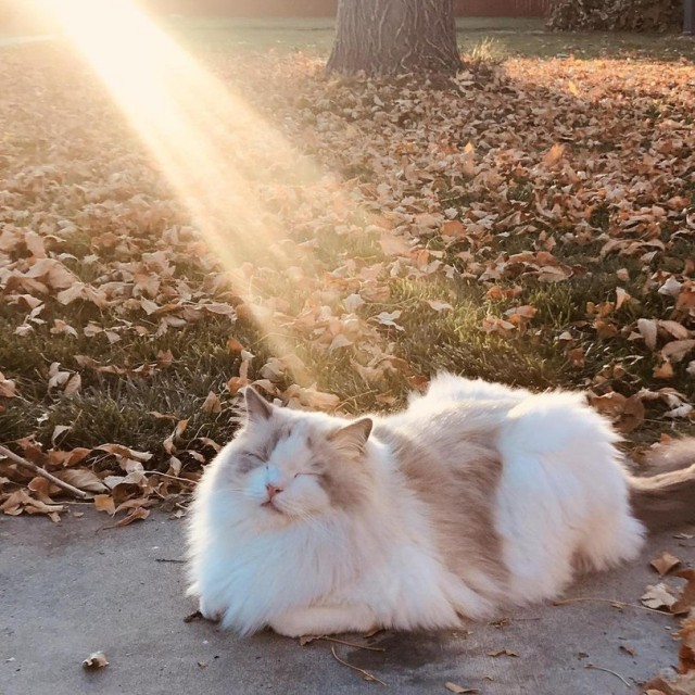 Прикольных котов пост