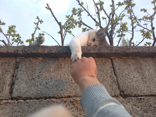 Фотобомбы котов