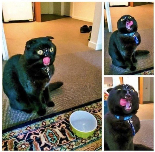 Кот без прикрас