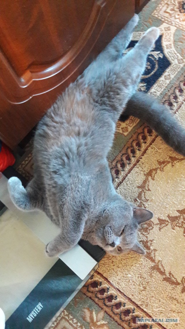 Котовторник 05.06.2018