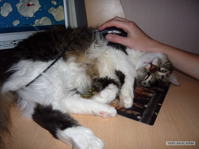 Котовторник - С праздником, котоводы!