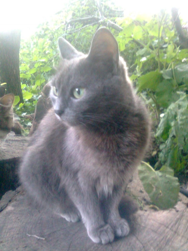 Котовторник  07.06.11