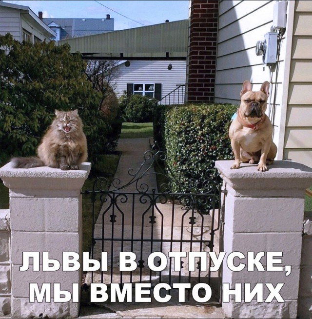 Нестандартный юмор
