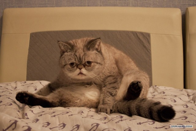 Котовторник (31.01.2012)