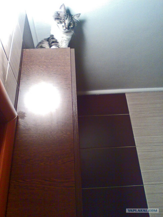 Котовторник 17.04.2012