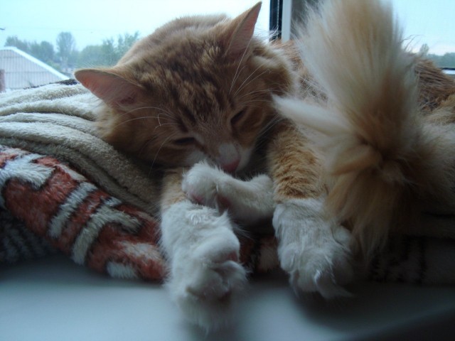 Котовторник 8 мая 2012