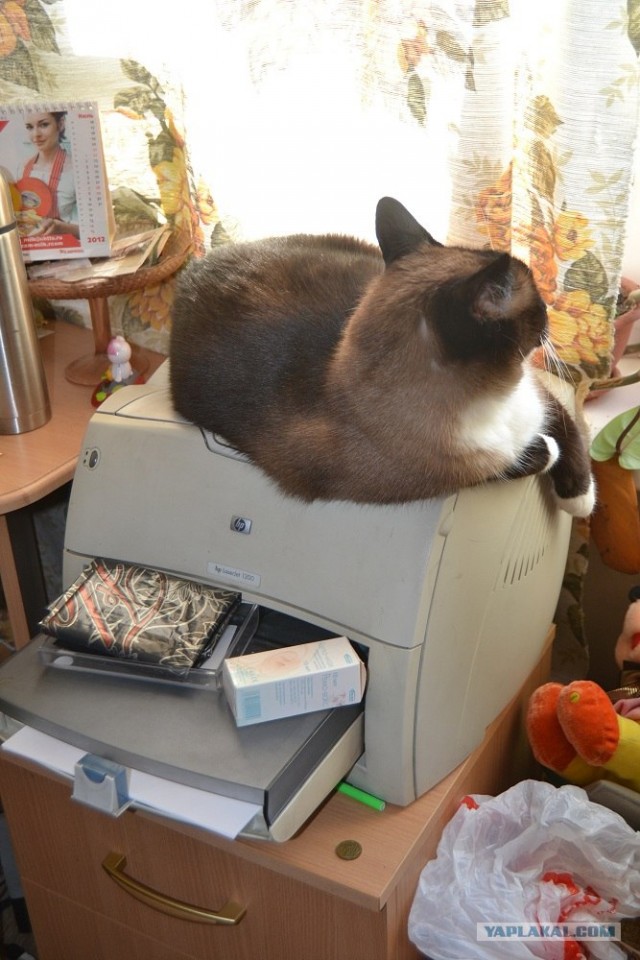 Котовторник 24.07.2012