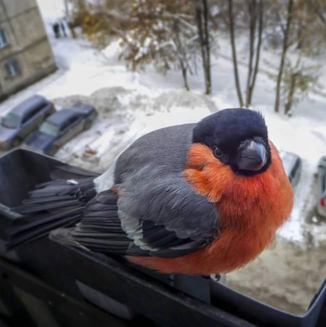 Живность из сети