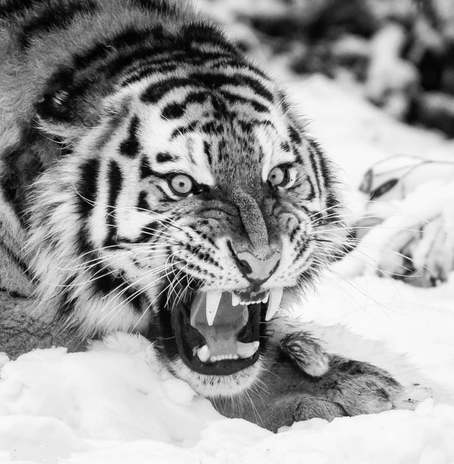 Дикий котовторник