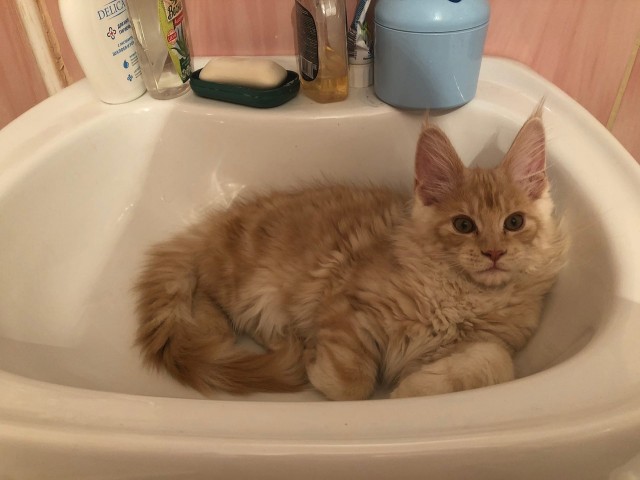 Котовторник