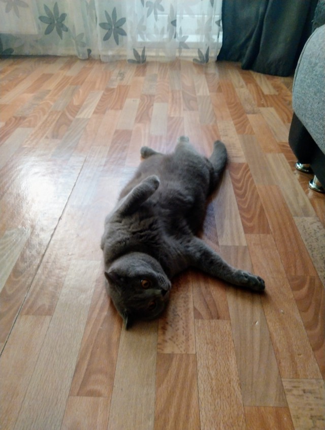 Коты, которые нас порадовали!