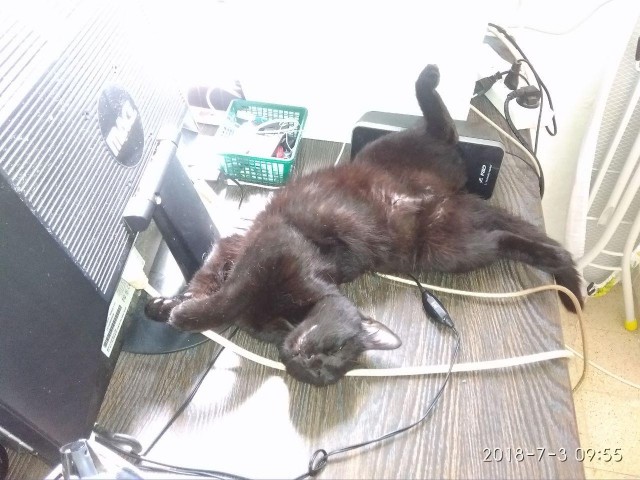 Не котовторник, но однако