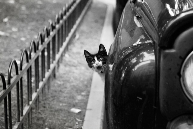 Фотожаба: Кот