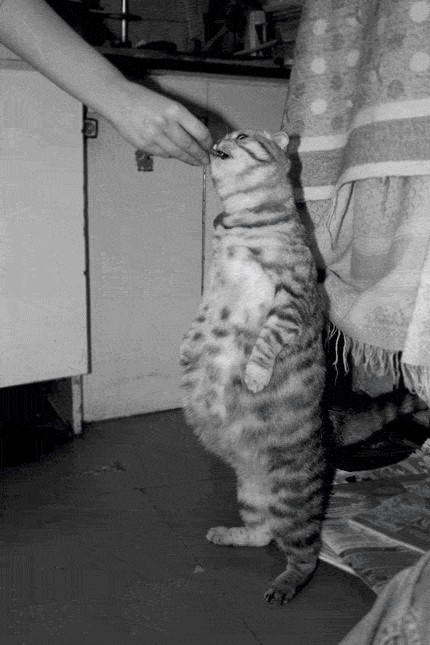 Кормим кота с рук