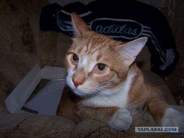 А вы носили спортивный костюм в 90–х?