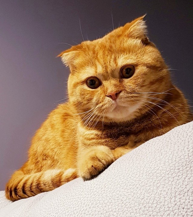 Котодед.