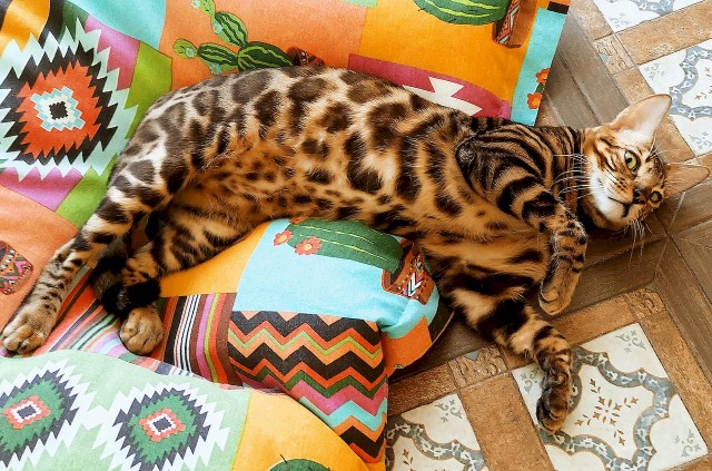 Бенгальская кошка: Порода, созданная из современных джунглиевых убийц. Любят воду, бесятся и охотятся целый день