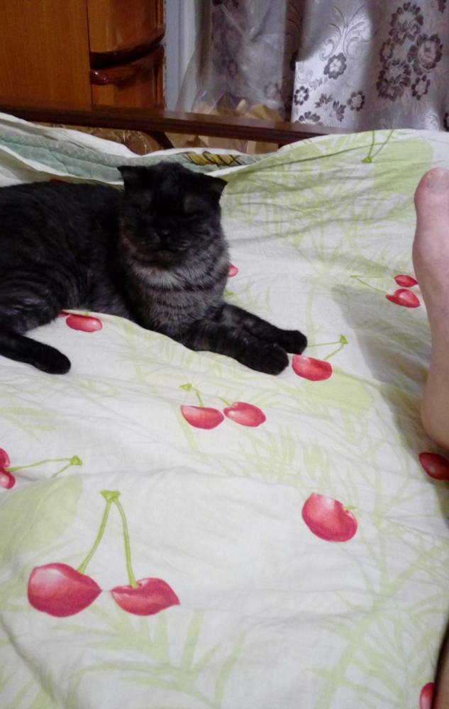 Кот и мужик выясняют чей диван