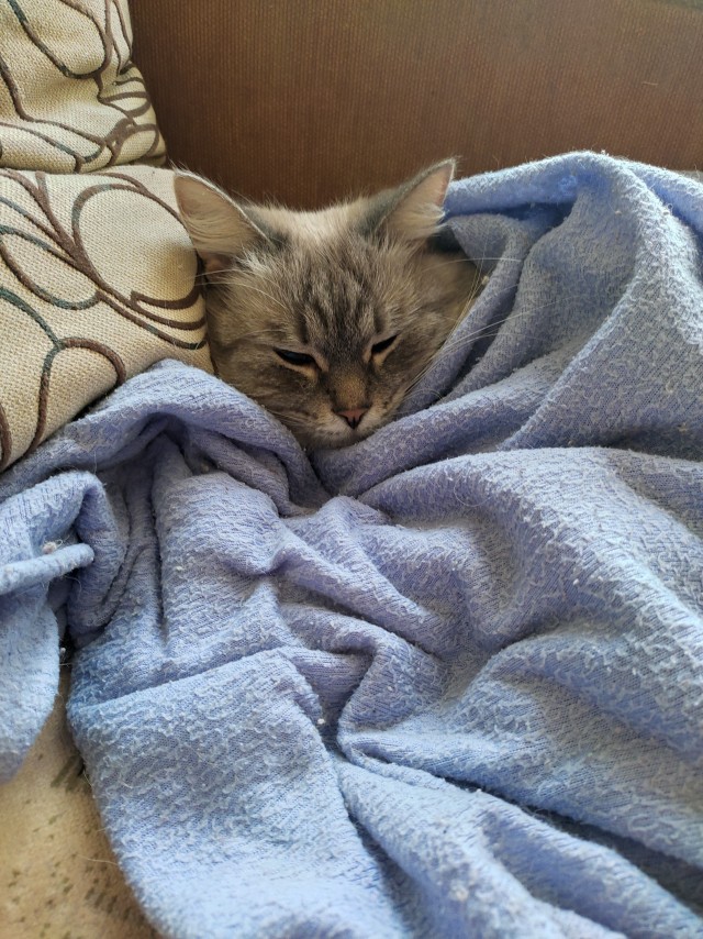 Котовторнику быть