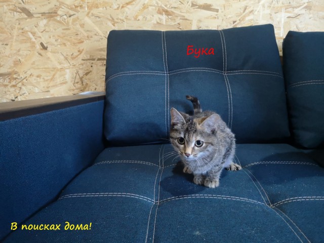 Жизнь домашнего приюта "Котоленд" 310
