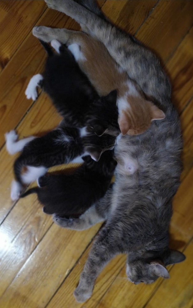 Котовторник так котовторник