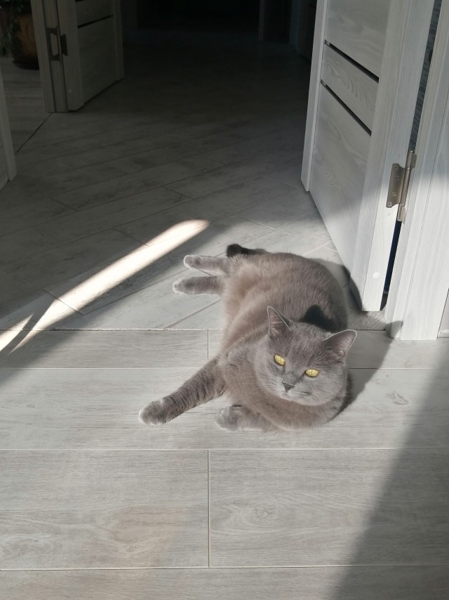 Котовторник вроде.