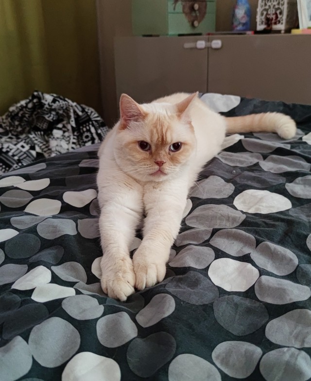 Котоманы, как не разориться на кормежке котов?