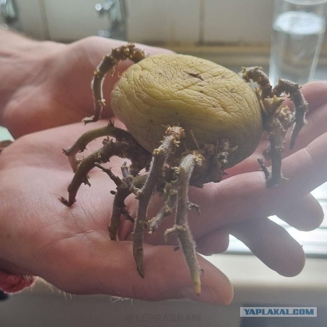 Пандемия. Коронавирус и съехавшие крыши. Россия и мир. Часть 35